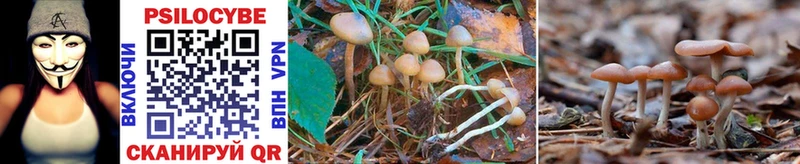 Псилоцибиновые грибы Cubensis Дорогобуж